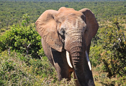 Vì sao không bao giờ nhìn thấy xác voi trong rừng?