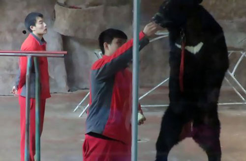 Bức xúc cảnh gấu bị ép đứng bằng hai chân, nhảy theo nhạc