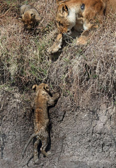 Kịch tính cảnh sư tử mẹ cứu con thoát vũng lầy