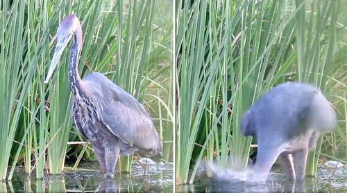 Tận mục chim diệc "gồng mình" nuốt cá to hơn miệng