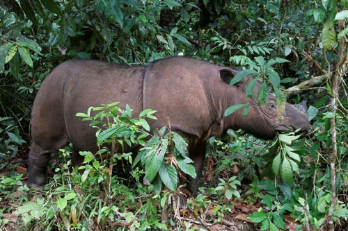 Tê giác Sumatra chính thức tuyệt chủng tại Malaysia