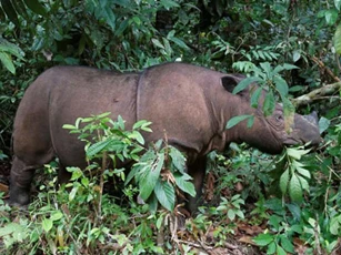 Tê giác Sumatra chính thức tuyệt chủng tại Malaysia