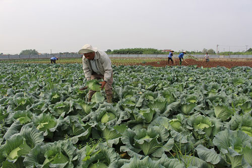 Hà Nội: Lãi lớn nhờ mô hình trồng rau hữu cơ vụ Đông