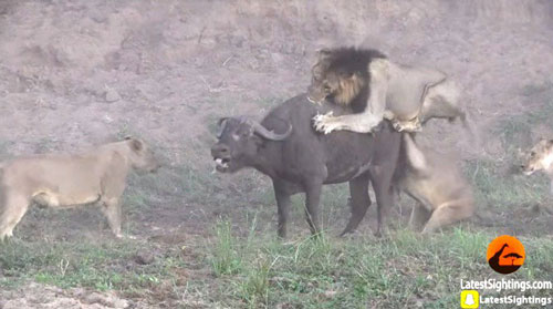 Sư tử hỗn chiến vì ghen, trâu rừng thoát thân