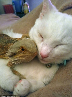 Kinh ngạc tình bạn hiếm thấy giữa mèo và rồng Úc