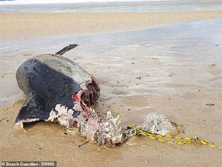 Cá heo bị cắn mất nửa người: Sát thủ khổng lồ?