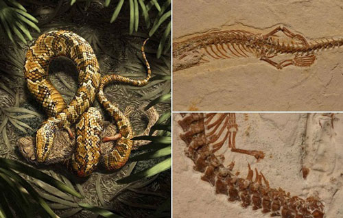 Nghiên cứu hóa thạch mới khẳng định rắn từng có 2 chân