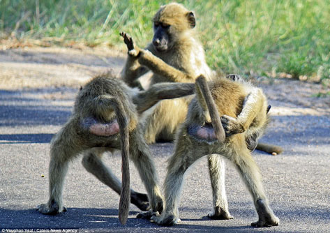 Khỉ đầu chó tinh quái trêu ngươi khách chụp ảnh