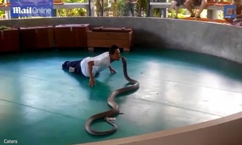 Clip: Rắn hổ mang "phát điên", lao khỏi sân khấu tấn công người