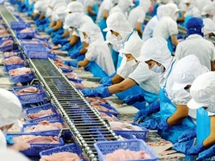 Xuất khẩu cá tra sang Nga giảm mạnh