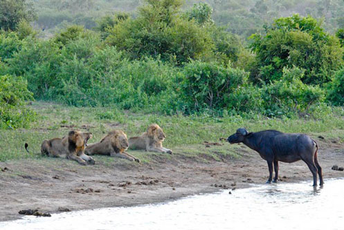 Trâu rừng chết thảm vì cả gan đối đầu sư tử