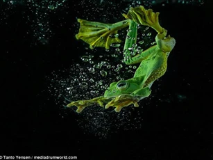 Sắc nét từng khoảnh khắc ếch xanh bơi lặn tuyệt đẹp