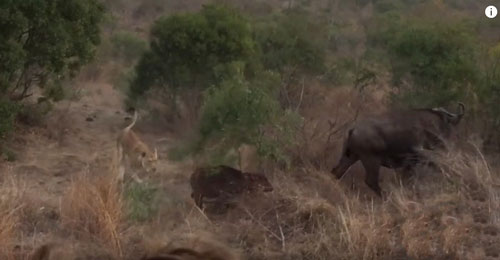 Trâu rừng mẹ bất lực trước nanh vuốt bầy sư tử