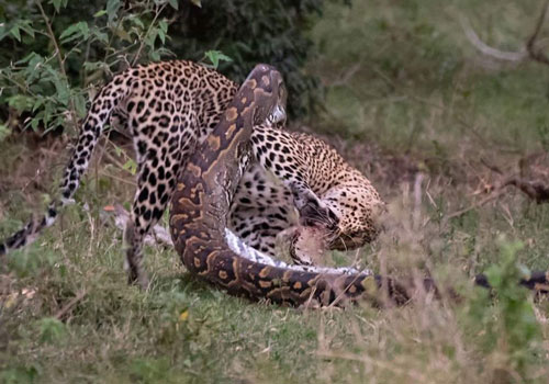 Báo hoa mai bị trăn khổng lồ tấn công và kết không ngờ