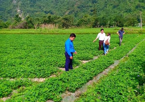 Tuyên Quang: Ứng dụng kỹ thuật mới trồng lạc để nâng cao năng suất và bảo đảm ATLĐ