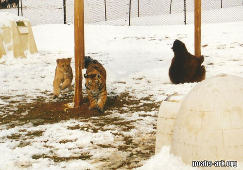 Hành trình gắn kết yêu thương kỳ lạ bộ ba gấu, hổ, sư tử