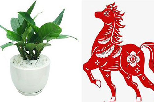 Tại sao cây trầu bà lại được ưa thích nhiều đến vậy?