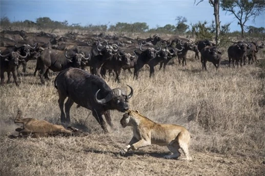 Đối đầu với đàn trâu lớn luôn là mối đe doạ tới tính mạng của sư tử, thế nhưng lần này không hiểu bằng cách nào chúng săn được trâu con.
