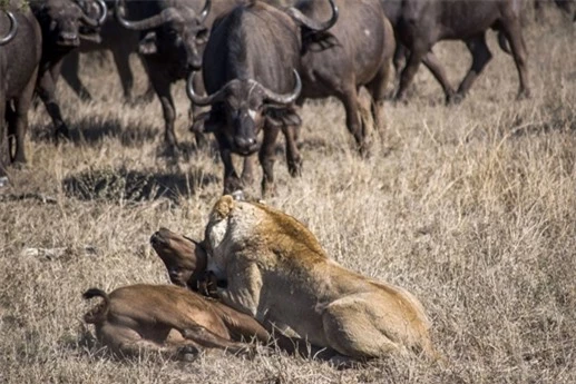 Khi chuẩn bị kết liễu con mồi thì đàn trâu kéo tới tấn công sư tử để giải cứu con non.