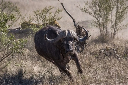 Bị đàn trâu đánh đuổi, bầy sư tử đã bỏ lại hai con trâu vừa mới săn được. Câu chuyện diễn ra ở Công viên quốc gia Kruger, Nam Phi.