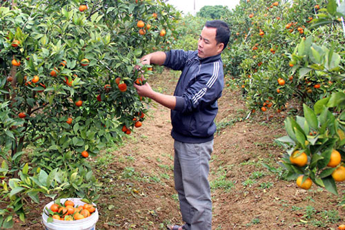 Bắc Giang: Lợi ích kép từ trồng cây có múi