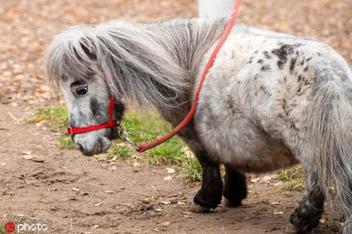 Kỳ quặc loài ngựa ngắn nhất thế giới, chưa bằng con chó to