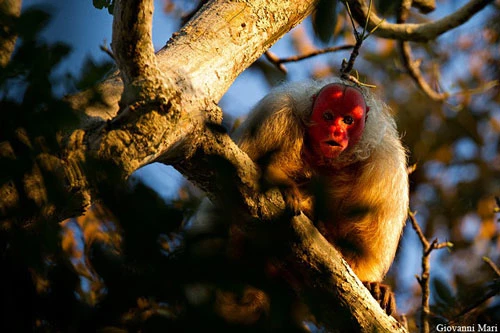 Khỉ mặt đỏ Uakari có tên khoa học là Cacajao calvus. Chúng có kích thước khoảng 45,6cm (con đực) và 44cm (con cái), trọng lượng từ 2,75kg - 3,5kg. Ảnh: wikimedia.
