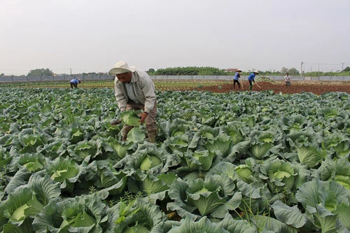  Anh Nghiêm Quang Vinh bên mô hình trồng rau hữu cơ của gia đình.