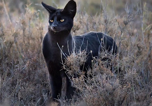 Sự thực mèo đen huyền thoại châu Phi xuất hiện quyến rũ