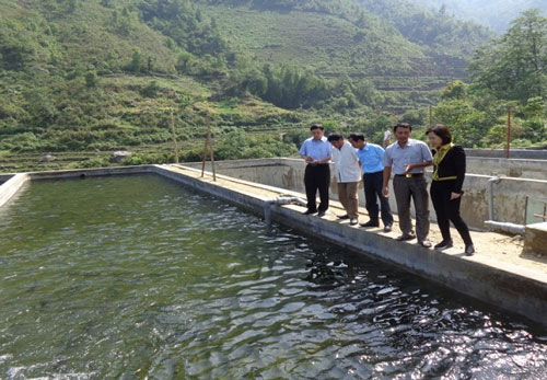 Lai Châu: Nuôi cá nước lạnh theo tiêu chuẩn VietGAP để nâng cao sức cạnh tranh