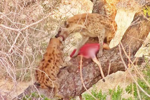 Linh cẩu ‘gặp họa’ khi trèo lên cây cướp mồi của báo săn