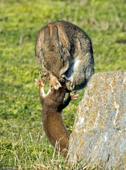 Chồn ecmine và thỏ rừng kịch chiến nhanh như "chớp"