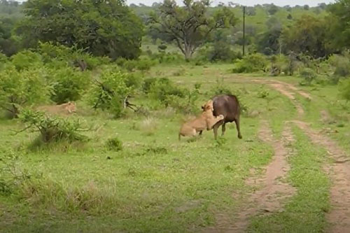 Sư tử làm cỗ trâu rừng, bất ngờ bị húc tung lên trời
