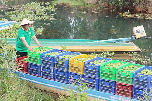 Long An: Liên kết trồng chanh không hạt ở Thạnh Hóa