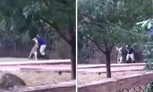 Clip: Hãi hùng kangaroo tấn công nhân viên vườn thú