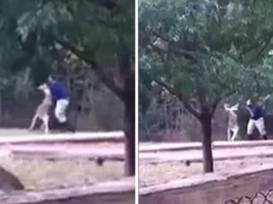 Clip: Hãi hùng kangaroo tấn công nhân viên vườn thú