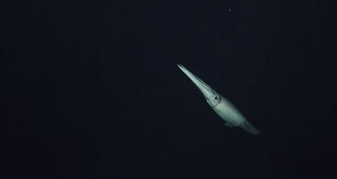 Ảnh độc: Mực mẹ kỳ lạ tha dải trứng khắp nơi