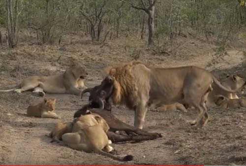 CLIP: Trâu rừng bỏ mạng trong vòng vây của đàn sư tử