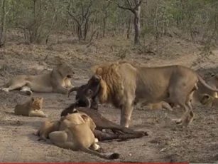 CLIP: Trâu rừng bỏ mạng trong vòng vây của đàn sư tử