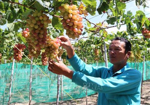 Trồng nho “ba màu” giúp nông dân Ninh Thuận tăng thu nhập