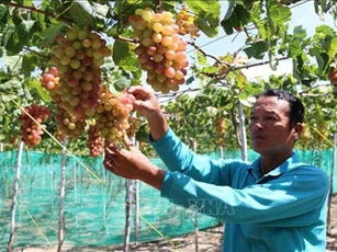 Trồng nho “ba màu” giúp nông dân Ninh Thuận tăng thu nhập