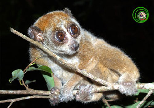 Độc đáo loài cu li "cù lần" nguy cơ tuyệt chủng ở Việt Nam