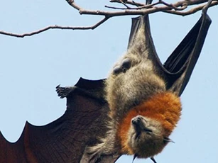 Hoang mang cảnh 100.000 con dơi xuất hiện