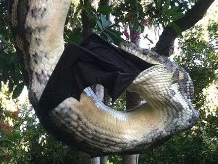 Trăn khổng lồ nuốt chửng chú dơi tội nghiệp trên cây