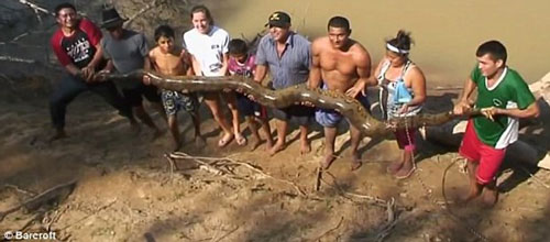 CLIP: Khách du lịch chung tay giải cứu con trăn khổng lồ