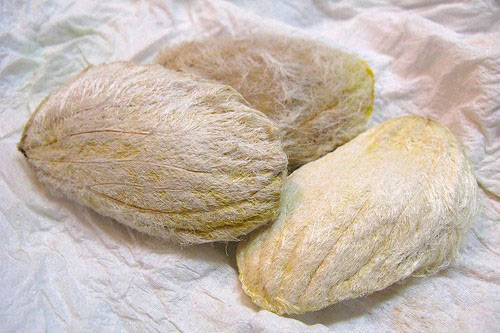 Không ngờ phần bỏ đi của quả xoài lại nhiều công dụng tốt đến vậy