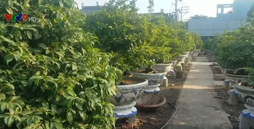 Nhà vườn vui mừng vì chất lượng mai Tết tốt