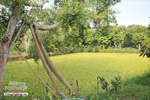 Cần Thơ: Cao thủ nuôi ốc bươu đen sinh sản nhân tạo và thương phẩm