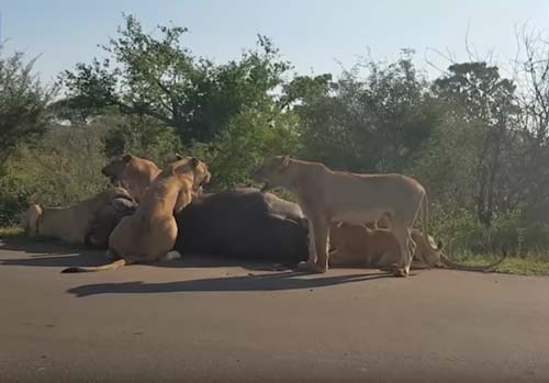 CLIP: Trâu rừng chết thảm trong vòng vây của đàn sư tử