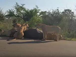 CLIP: Trâu rừng chết thảm trong vòng vây của đàn sư tử